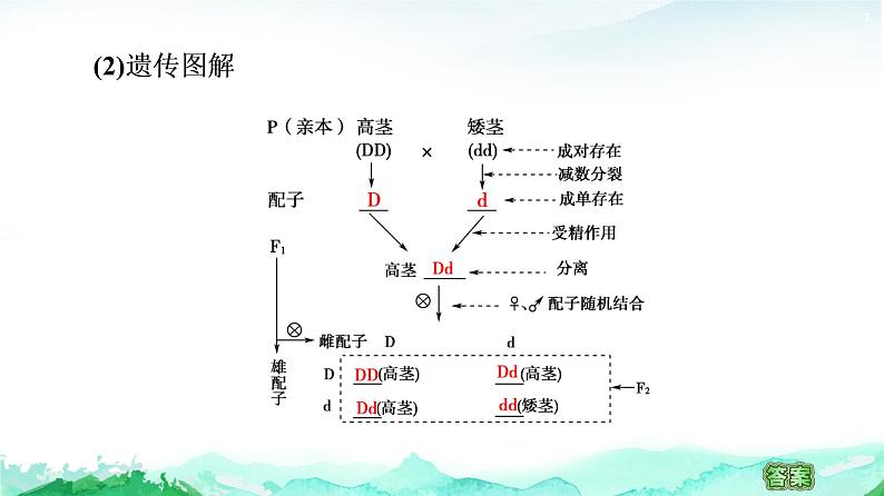 苏教版高中生物必修2第1章第2节第1课时分离定律课件07