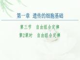 苏教版高中生物必修2第1章第3节第2课时自由组合定律课件