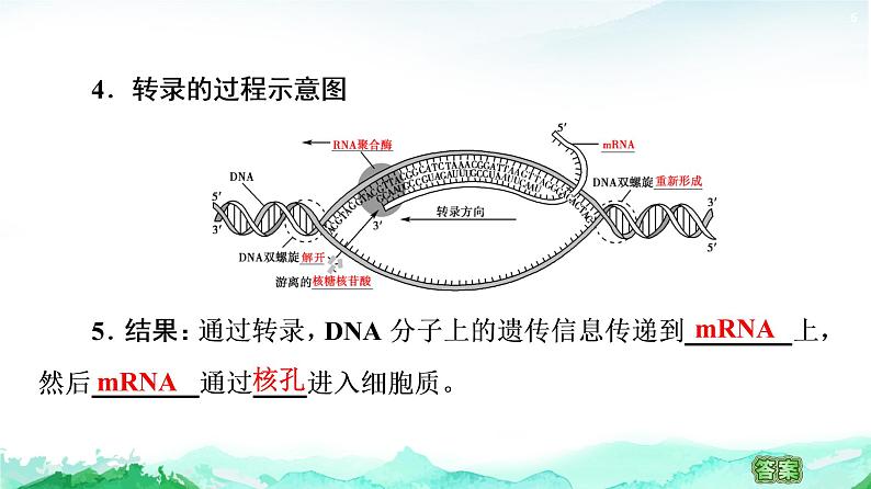 苏教版高中生物必修2第2章第3节第1课时DNA分子通过RNA指导蛋白质的合成课件第6页