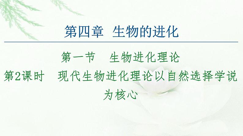 苏教版高中生物必修2第4章第1节第2课时现代生物进化理论以自然选择学说为核心课件01