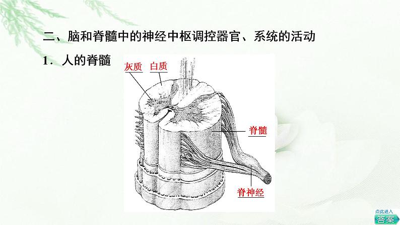 浙科版高中生物选择性必修1第2章第3节人体通过神经调节对刺激做出反应课件第6页