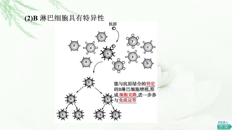 浙科版高中生物选择性必修1第4章第3节人体通过特异性免疫对抗病原体课件06