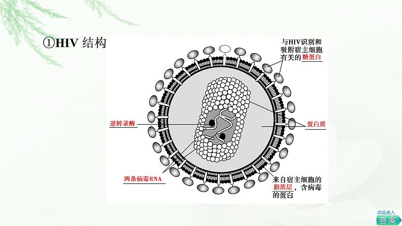 浙科版高中生物选择性必修1第4章第4节免疫功能异常引发疾病课件第8页