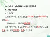 浙科版高中生物选择性必修1第5章第2节植物激素调节植物生命活动课件