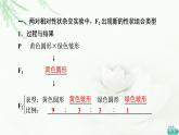 浙科版高中生物必修2遗传与进化第1章第2节孟德尔从两对相对性状的杂交实验中总结出自由组合定律课件