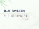 浙科版高中生物必修2遗传与进化第2章第2节基因伴随染色体传递课件