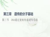 浙科版高中生物必修2遗传与进化第3章第3节DNA通过复制传递遗传信息课件