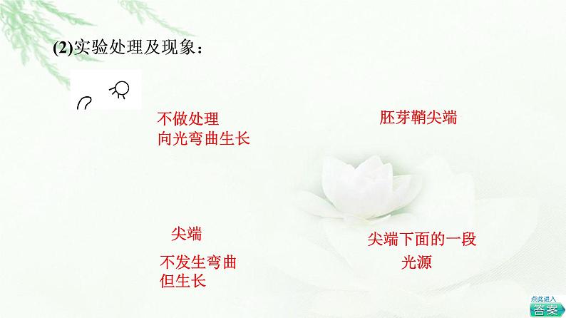 苏教版高中生物选择性必修1稳态与调节第4章第1节植物生长素课件第5页