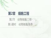 人教版高中生物選擇性必修3生物技術(shù)與工程第2章第2節(jié)第1課時動物細胞培養(yǎng)課件