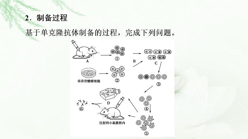 人教版高中生物选择性必修3生物技术与工程第2章第2节第2课时动物细胞融合技术与单克隆抗体课件第7页