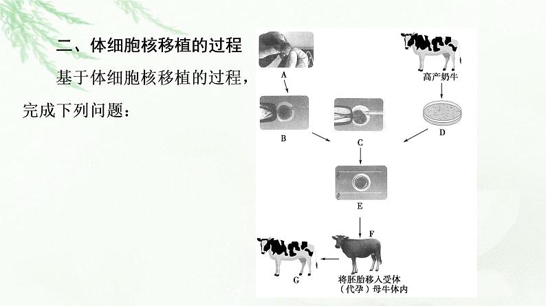 人教版高中生物选择性必修3生物技术与工程第2章第2节第3课时动物体细胞核移植技术和克隆动物课件06