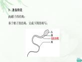 人教版高中生物選擇性必修3生物技術(shù)與工程第2章第3節(jié)第1課時(shí)胚胎工程的理論基礎(chǔ)課件