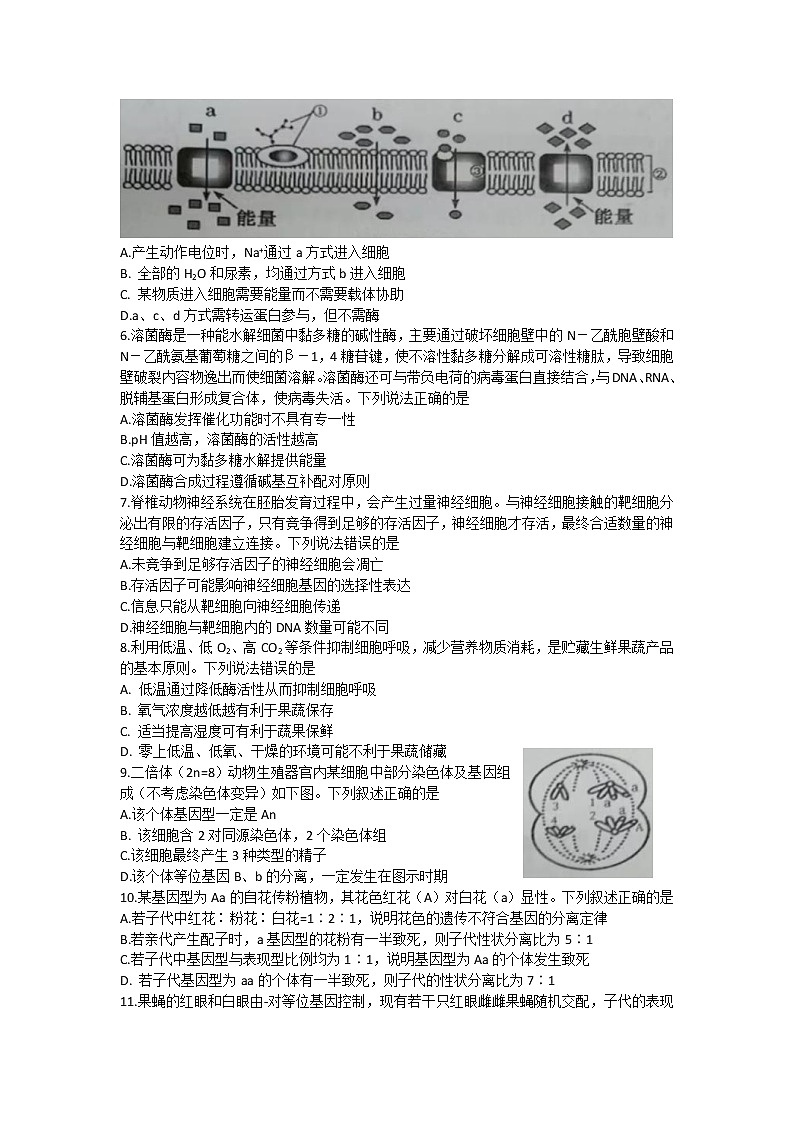 2023潍坊（安丘、诸城、高密）三县高三上学期10月联考生物试题含答案02