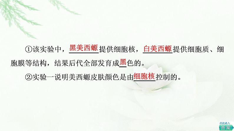 人教版高中生物必修1第3章第3节细胞核的结构和功能课件05