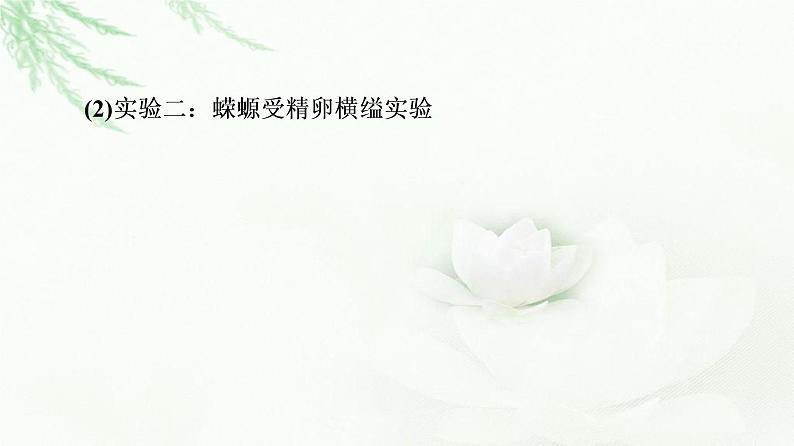 人教版高中生物必修1第3章第3节细胞核的结构和功能课件06