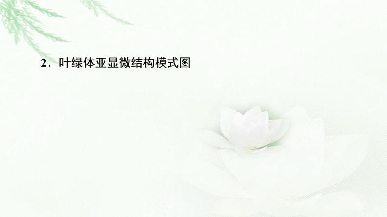 人教版高中生物必修1第5章第4节第1课时捕获光能的色素和结构课件第5页