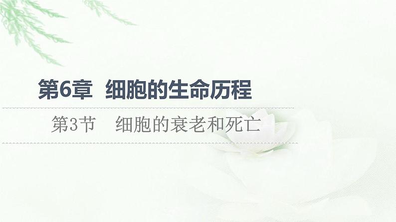 人教版高中生物必修1第6章第3节细胞的衰老和死亡课件01