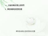 人教版高中生物选择性必修1第2章第3节神经冲动的产生和传导课件