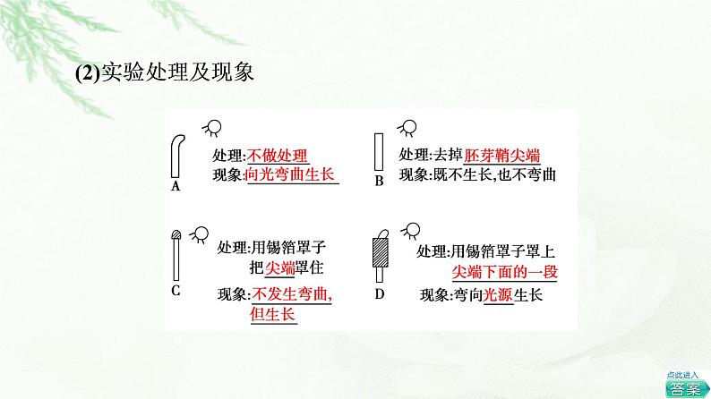 人教版高中生物选择性必修1第5章第1节植物生长素课件第5页