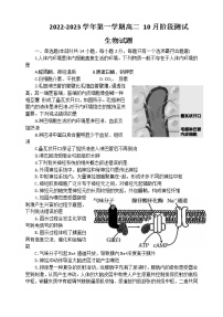 2023扬州高邮高二上学期10月月考试题生物含答案