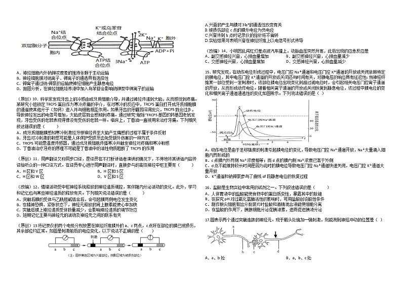 2023省双鸭山一中高二上学期10月月考生物试题含答案第2页