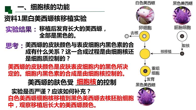 3.3 细胞核的结构和功能-2022-2023学年高一生物同步备课优质课件（人教版2019必修1）第7页