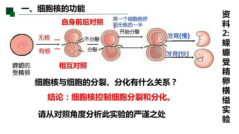 3.3 细胞核的结构和功能-2022-2023学年高一生物同步备课优质课件（人教版2019必修1）第8页