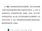 人教版高考生物一轮总复习课时质量评价36动物细胞工程课件