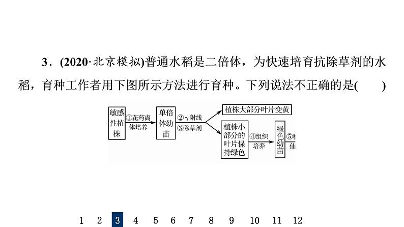 人教版高考生物一轮总复习课时质量评价20染色体变异课件第6页