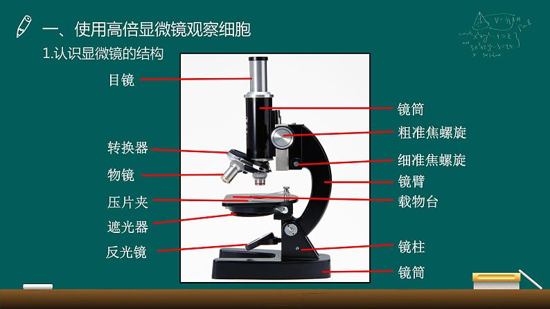 1.2 细胞多样性与统一性课件-2022-2023学年高一上学期生物人教版（2019）必修1第4页