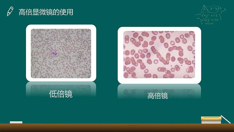 1.2 细胞多样性与统一性课件-2022-2023学年高一上学期生物人教版（2019）必修1第7页