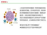 2.2动物细胞工程（第2课时）课件2021-2022学年高二下学期生物人教版选择性必修3