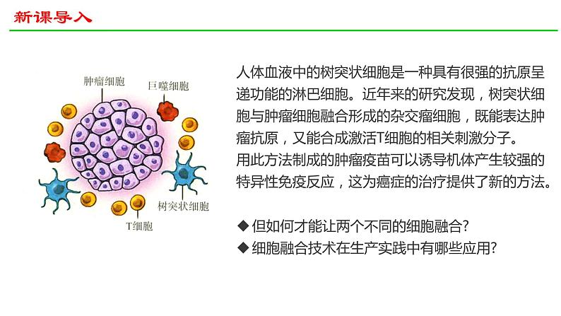 2.2动物细胞工程（第2课时）课件2021-2022学年高二下学期生物人教版选择性必修302