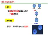 2.2动物细胞工程（第2课时）课件2021-2022学年高二下学期生物人教版选择性必修3