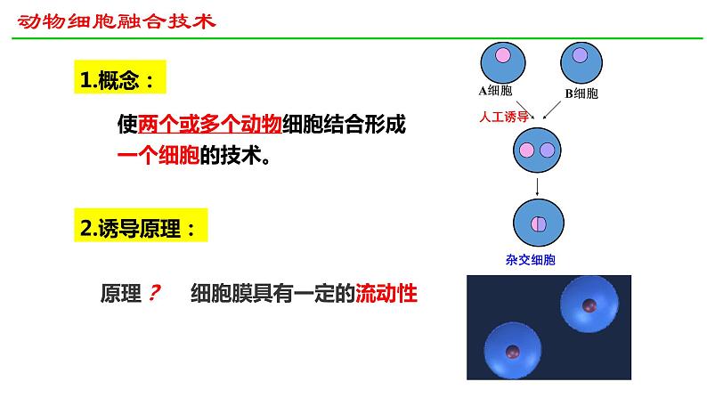 2.2动物细胞工程（第2课时）课件2021-2022学年高二下学期生物人教版选择性必修303