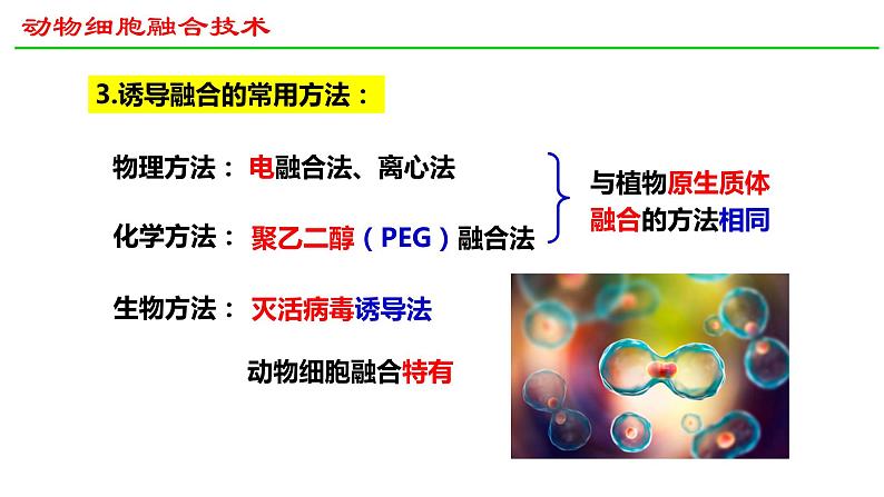 2.2动物细胞工程（第2课时）课件2021-2022学年高二下学期生物人教版选择性必修304