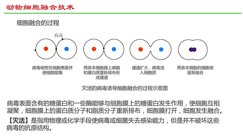 2.2动物细胞工程（第2课时）课件2021-2022学年高二下学期生物人教版选择性必修306