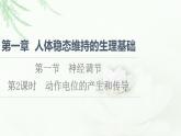 苏教版高中生物选择性必修1稳态与调节第1章第1节第2课时动作电位的产生和传导课件