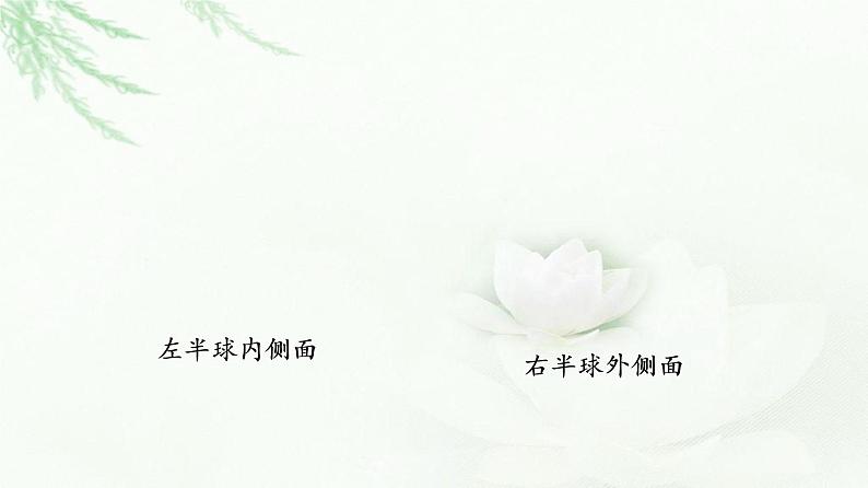 苏教版高中生物选择性必修1稳态与调节第1章第1节第4课时低级神经中枢和高级神经中枢相互联系、相互协调人脑的高级功能课件第8页