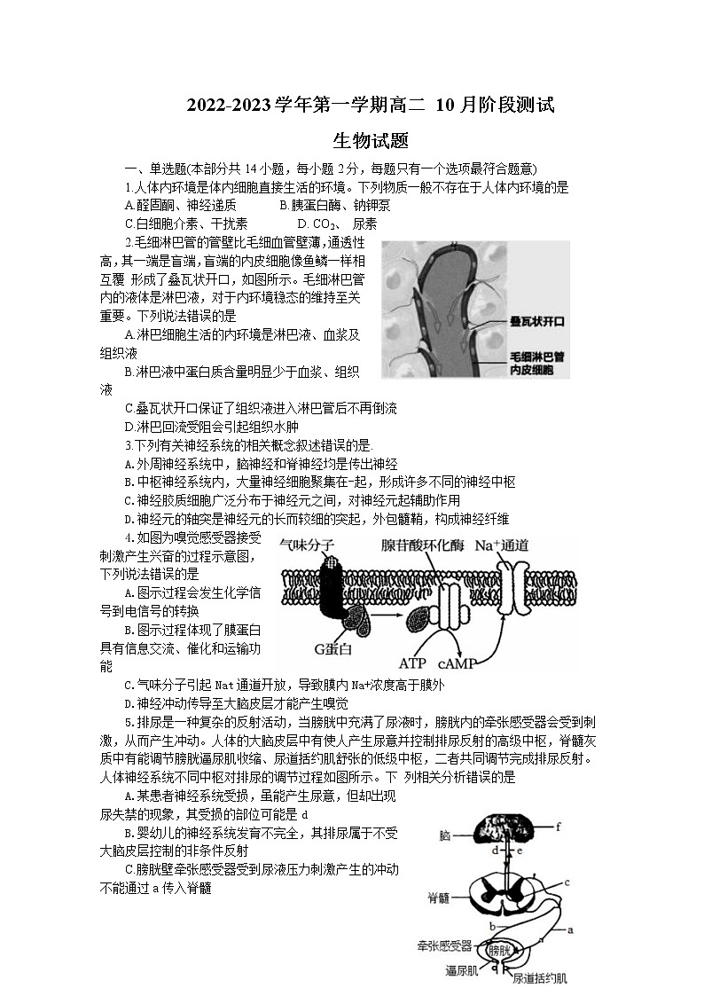 江苏省扬州市高邮市2022-2023学年高二生物上学期10月月考试题（Word版附答案）01