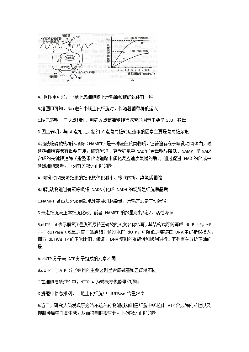 2021八省联盟高三湖北省新高考适应性测试卷（一）生物试题含答案第2页
