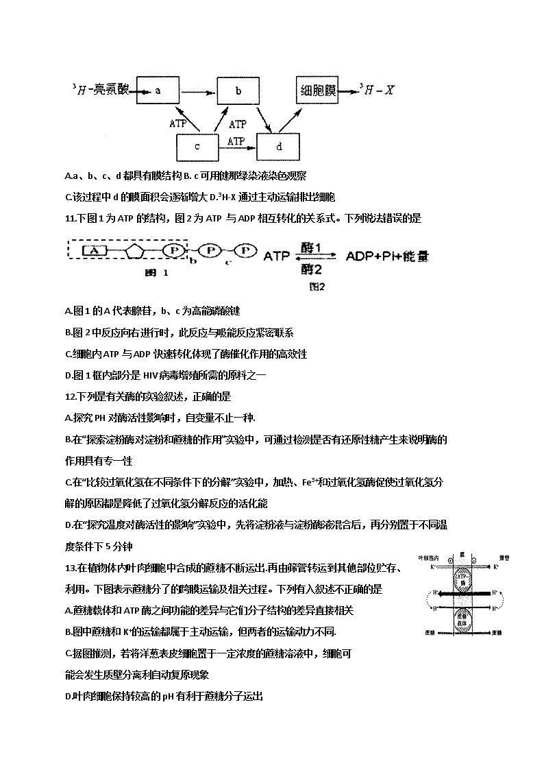 2021淮安涟水县一中高三10月月考生物试题含答案第3页
