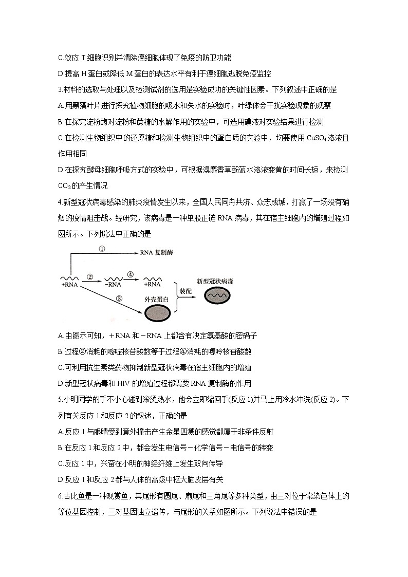 2020华大新高考联盟4月份教学质量测评生物含答案第2页