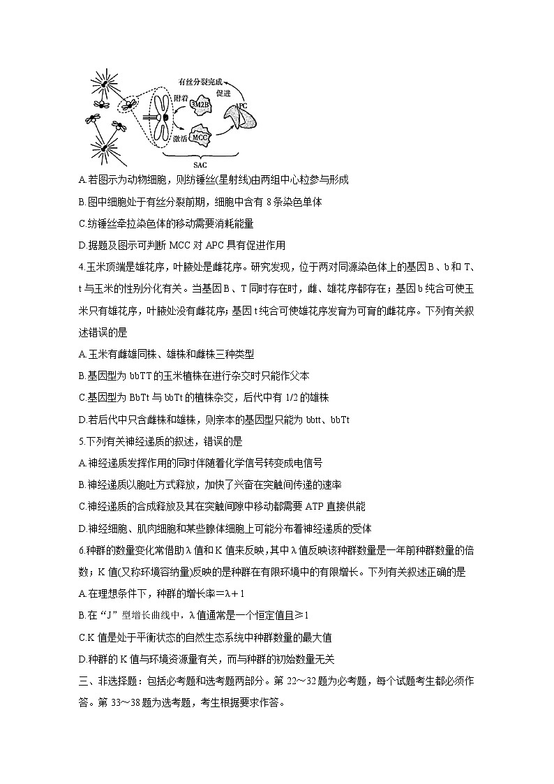 2020天一大联考高三阶段性测试（四）生物含答案02