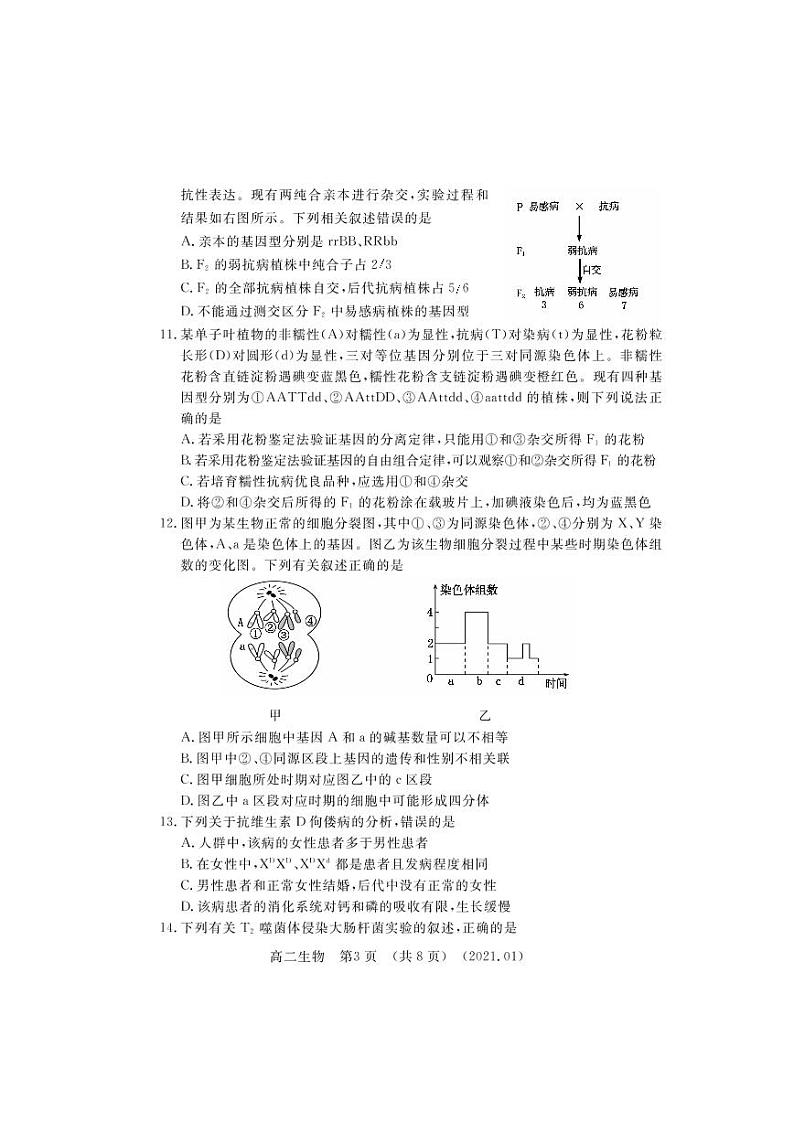 2021洛阳高二上学期期末考试生物试题PDF版含答案03