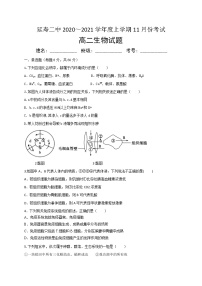 2021省哈尔滨延寿县二中高二11月月考生物试题含答案