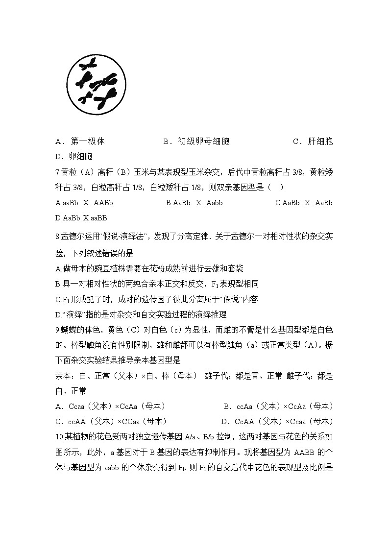 2020定远县育才学校高一下学期4月月考生物试题含答案02
