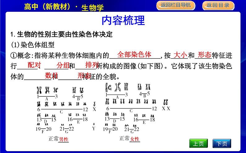 浙科版高中生物学必修2遗传与进化第二章染色体与遗传课时教学课件04