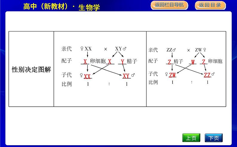 浙科版高中生物学必修2遗传与进化第二章染色体与遗传课时教学课件07