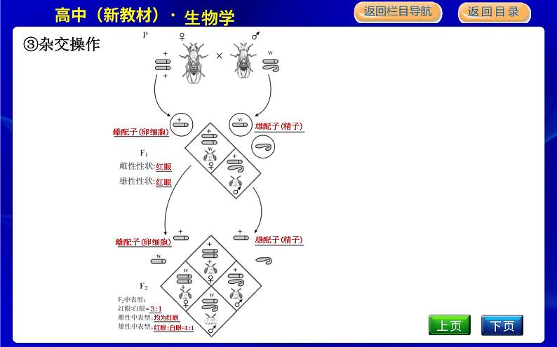 浙科版高中生物学必修2遗传与进化第二章染色体与遗传课时教学课件06